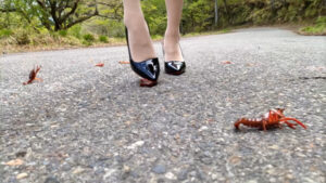 めいちゃんのエナメルヒールでザリガニCRUSH