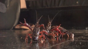 美女刑務官みくちゃんの踏み踏み処刑 VOL1