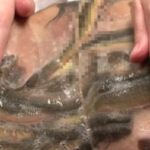 うなぎ姦大研究 2