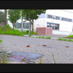 【復刻版】ザリガニが踏みにじられ自転車に轢き殺される