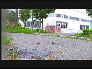 【復刻版】ザリガニが踏みにじられ自転車に轢き殺される