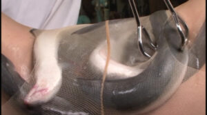 うなぎ○大研究 1