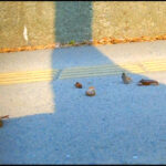 ハイソックスとローファー自転車がザリガニを踏み潰す