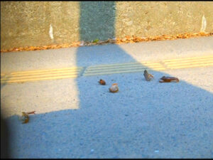 ハイソックスとローファー自転車がザリガニを踏み潰す