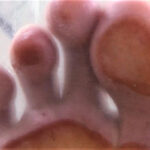 【足のにおい】セレブ・ドSの肉肉臭