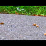 カタツムリがローファー・スニーカーで踏み潰される！